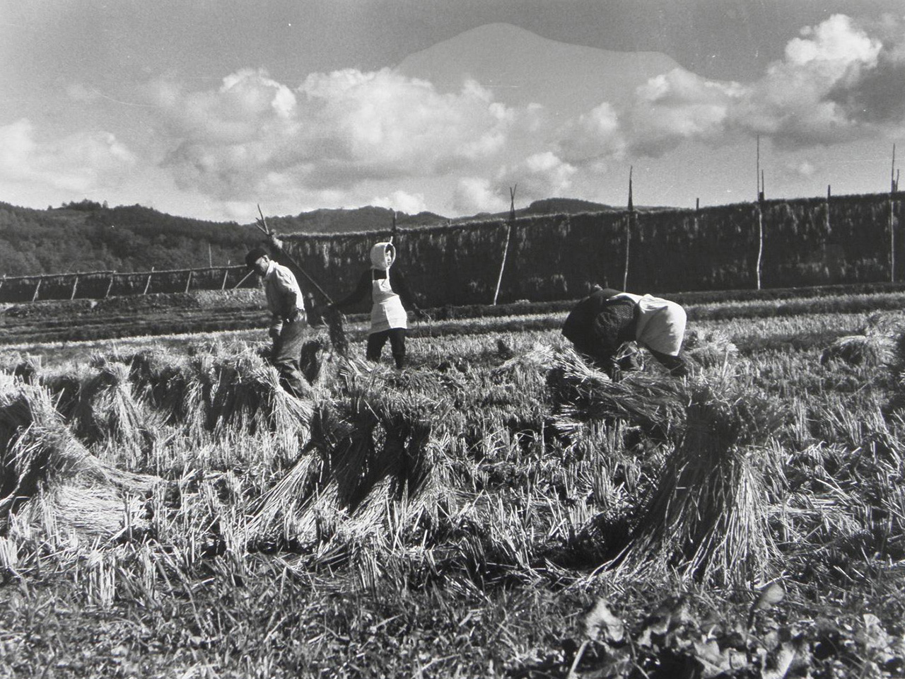 画像：赤平の農業
